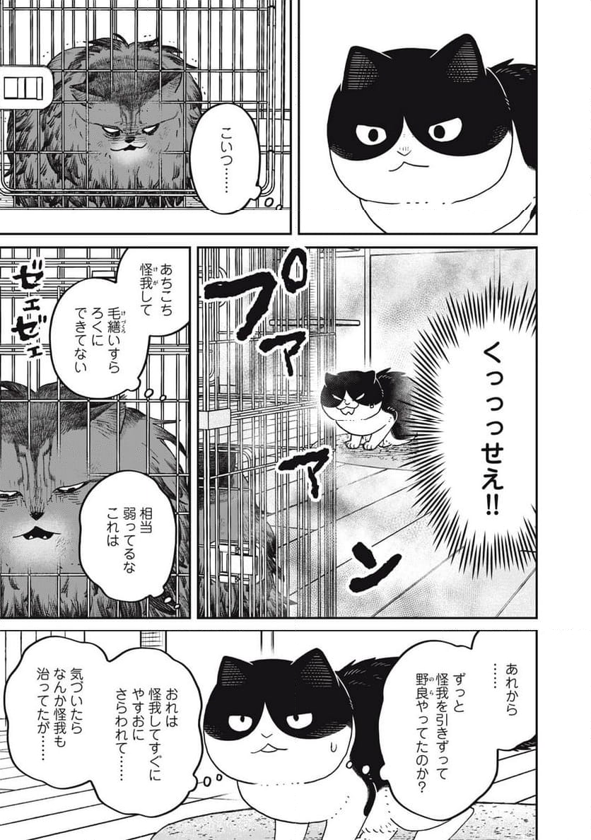 ツレ猫 マルルとハチ 第44話 - Page 5