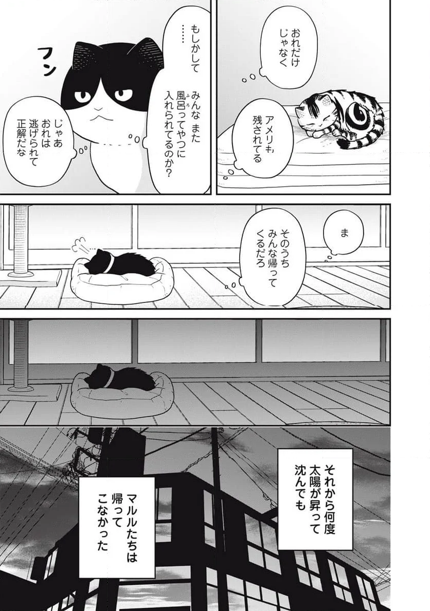 ツレ猫 マルルとハチ 第41話 - Page 17